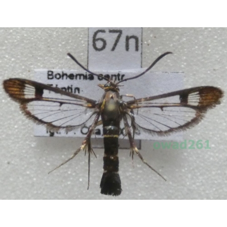 Synanthedon tipuliformis (Clerck, 1759) Czech67n